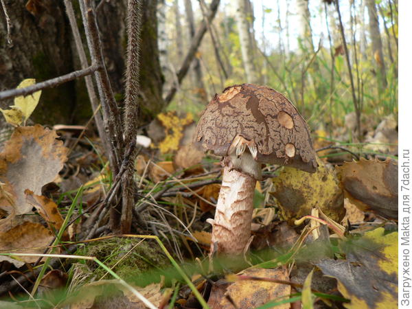 Мастер камуфляжа. Поразил рисунком на шляпке! Высота гриба 15см