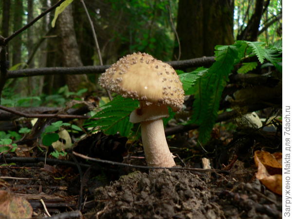 Шляпа набекрень