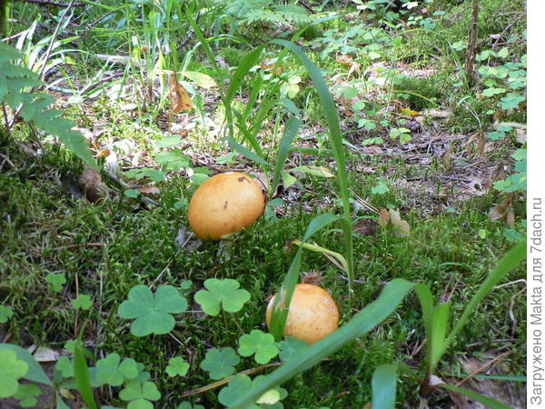 Ну как не взять их!