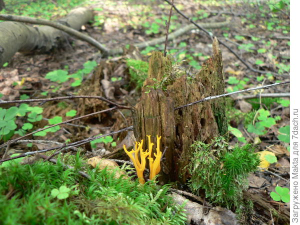 Рогатик рожковидный. Несъедобный, имеет горький вкус.