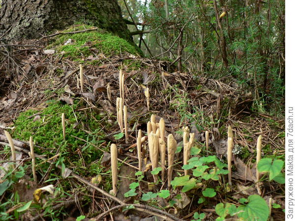 Рогатик язычковый, или Клавариадельфус. Съедобен, но низкого качества. С возрастом становится жёлтым