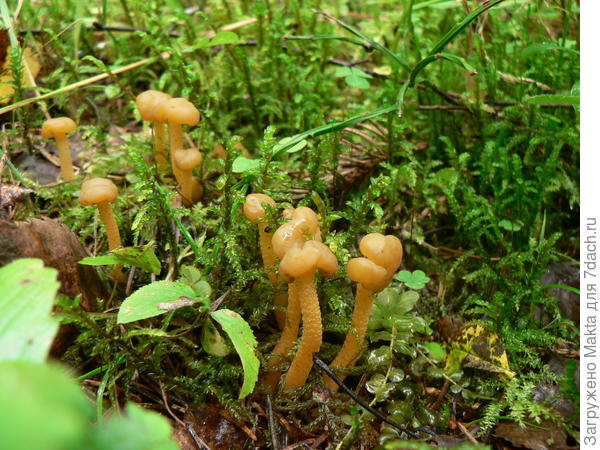 Еще желтые, а ножки шершавые. А может просто слишком оголили ноги)))