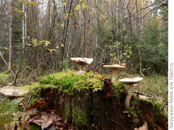 Квартет в шляпах