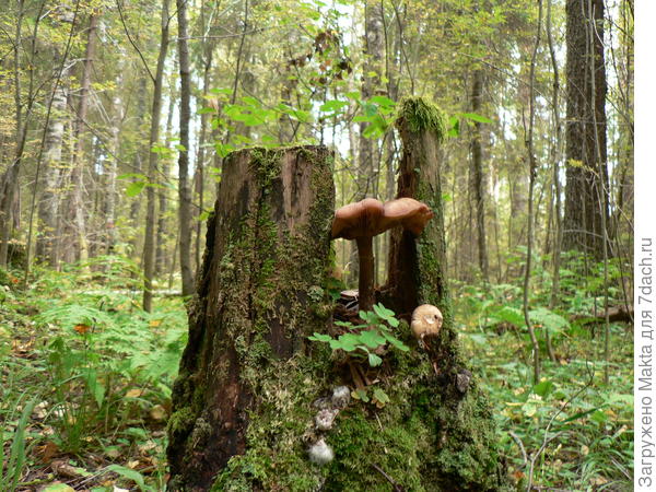 Бывалый страж