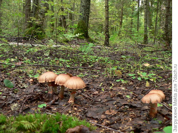 Расступились!