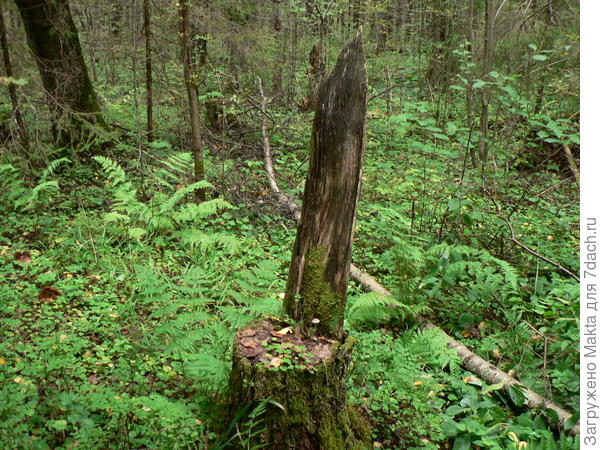 Трон во всей красе