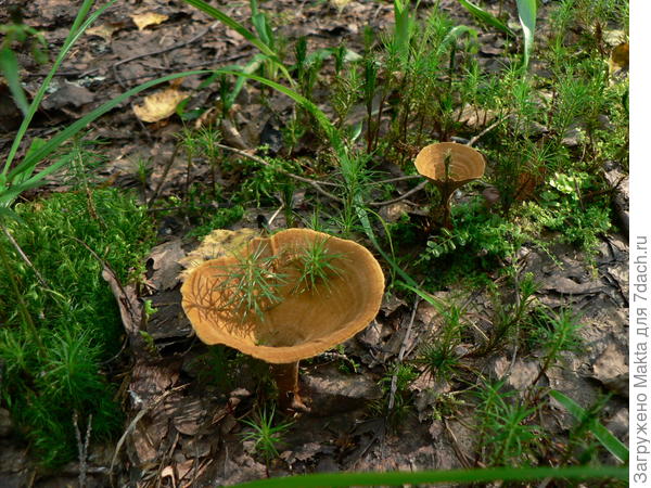 Сухлянка двулетняя, сквозь нее проросли растения. На второй го сохраняется, отсюда и название.
