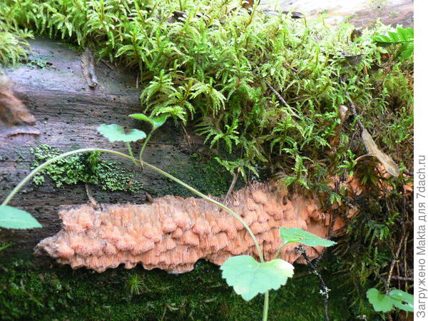 Бахрома. И это тоже гриб.