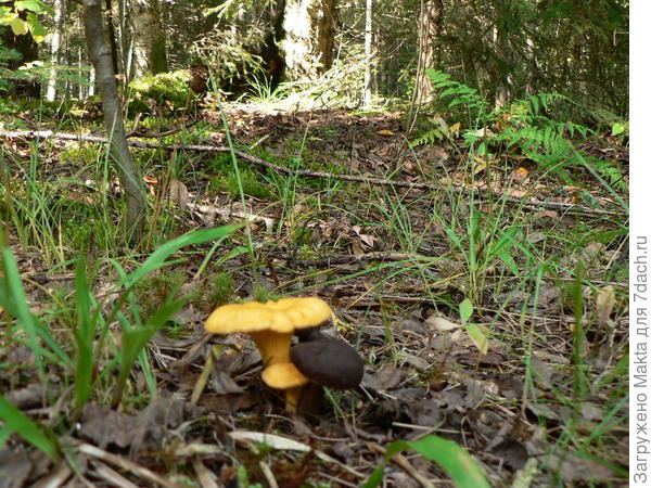 Папа, мама и я - интернациональная семья