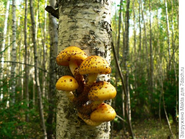 В одной связке, несъедобные, но красивые