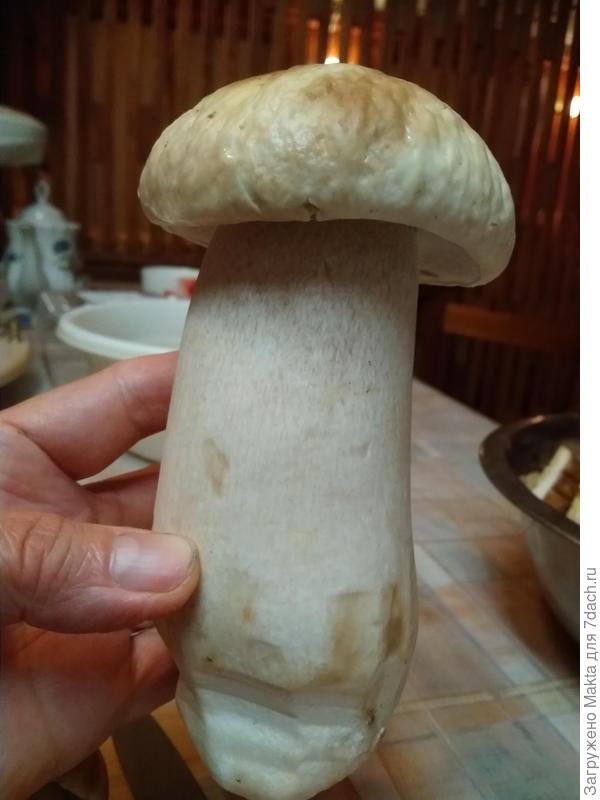 Ранний белый