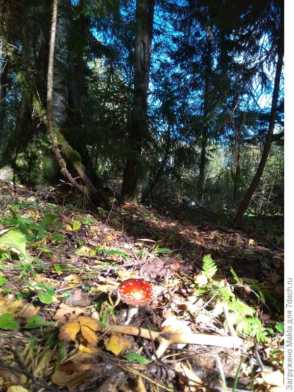 И вновь мухомор!