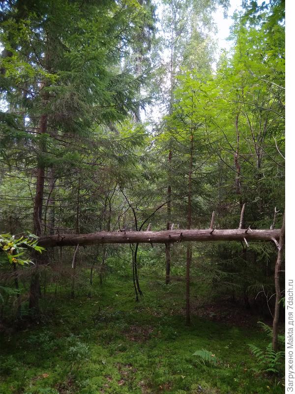 Лет пять назад я здорово напоролась лбом на сук этой упавшей ели. Надвинула капюшон слишком низко на глаза. Теперь вспоминаю каждый сезон