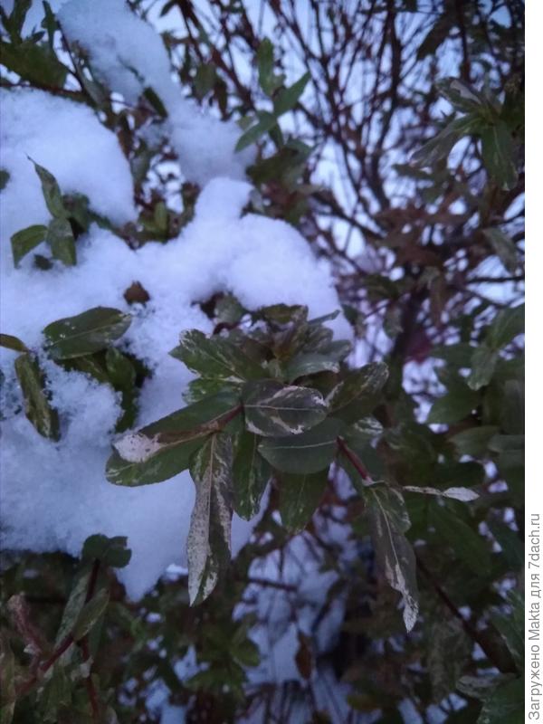 Ива Х.Нашики с листвой