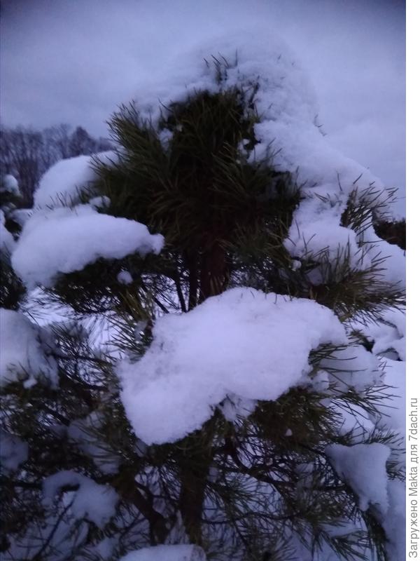 Сосенка щипанная)))