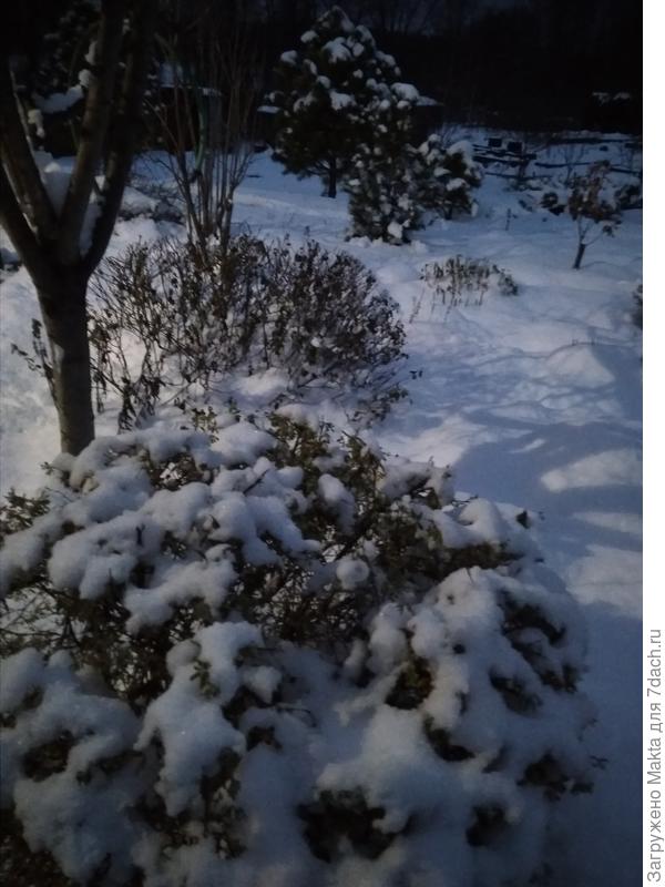 Лапчатка Голдфингер + яп.айва под терносливой