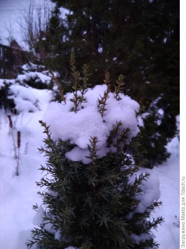 Можжевельник Арнольд