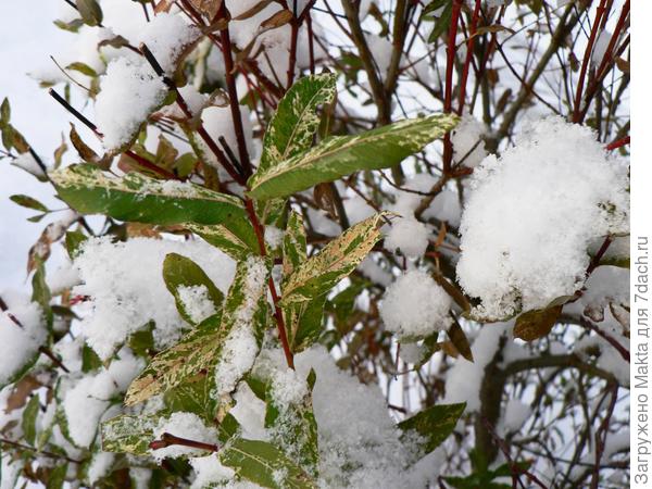 Этой "японочке" неуютно))