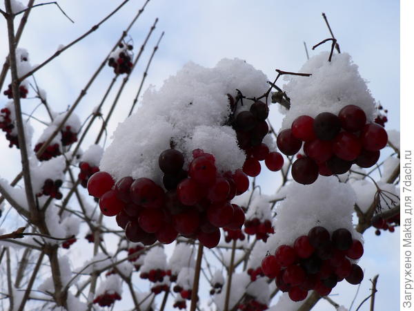 Калины всегда много