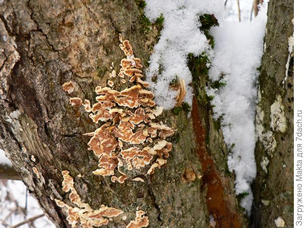 Аборигену зима не страшна!