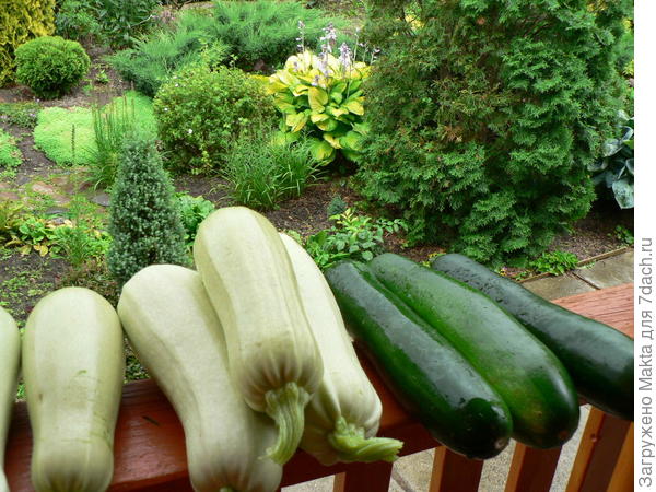 Опять Кавили переросли))