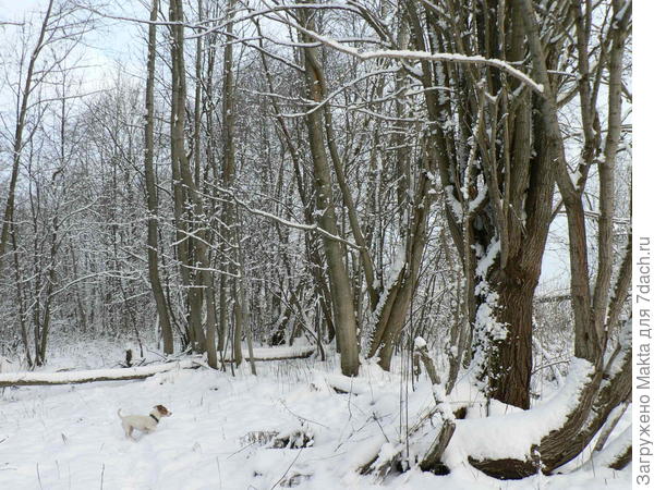 Наконец-то упал "шлагбаум"- ольха, готовилась 6 лет