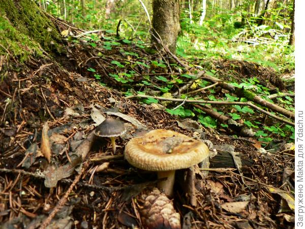 Всегда удивляет соседство разных грибов. Свинушки у нас никогда не собирали. Называют их ласково - &quot;матрешками&quot;.