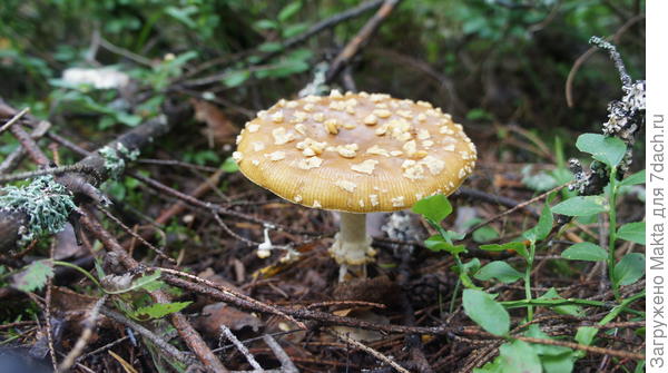 Мухомор пантерный. Водный настой обладает инсектицидными свойствами