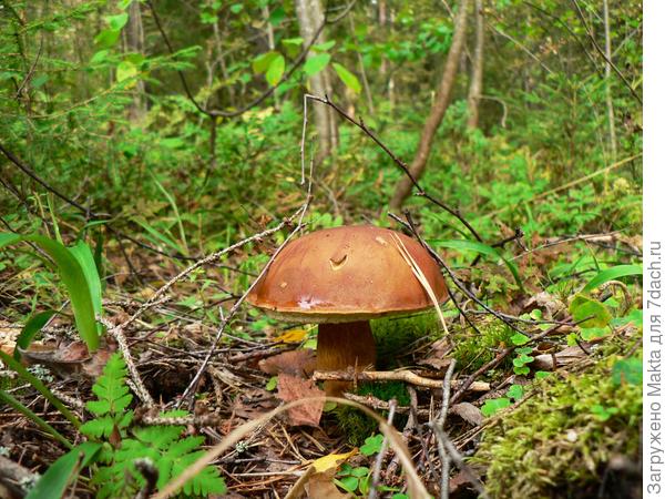 Моховик - классика. У нас начали их собирать