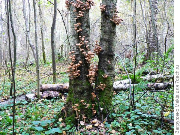 Осенние опята - их либо жарят, либо сушат мешками у нас, грибную икру делают зимой.