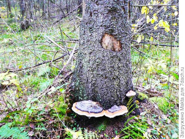 Трутовики всегда будут в лесу украшением. Красивые полочки из них получаются. Только лаком покрыть.