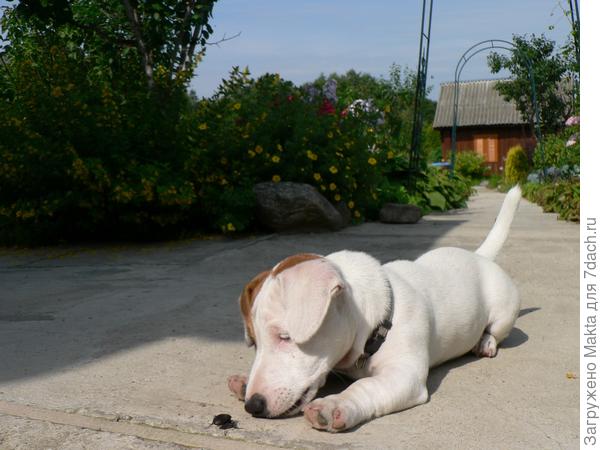 Знакомство с окружающим миром. Ещё щенок.