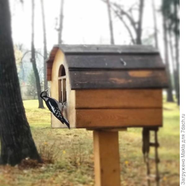 Какой дятел?