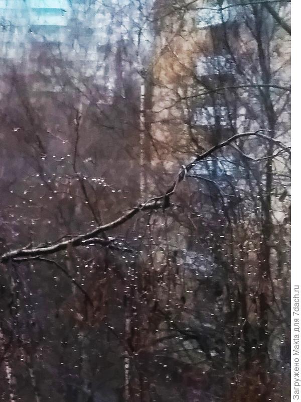 Берёза у окна 6-го этажа в бусинах дождя
