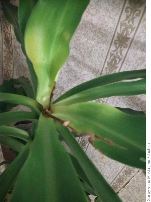 Остаток цветоноса