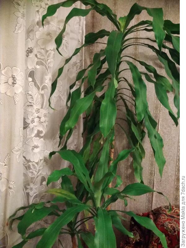 Драцена душистая, три растения в горшке