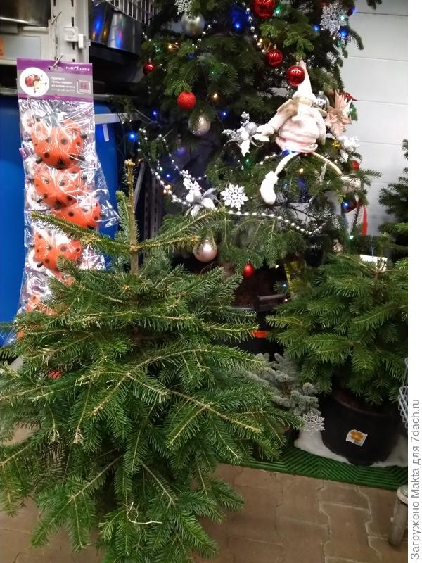 Пихта см 80 высотой