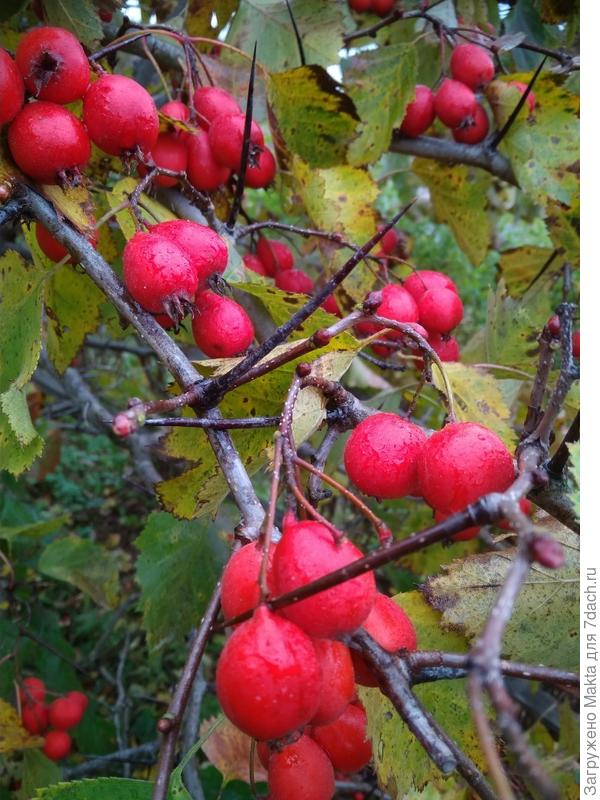 Это поздняя осень, дождь, листья начали отмирать