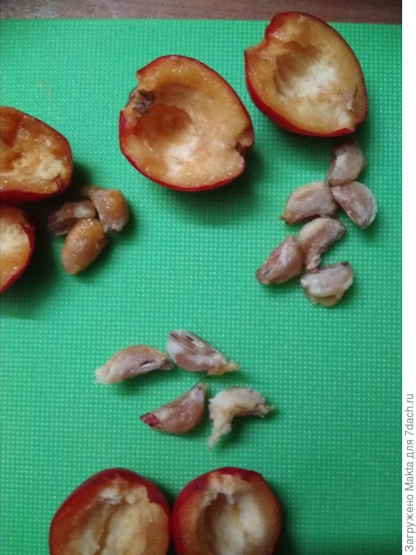 Косточек у кр.-красного от 3 до 6-ти