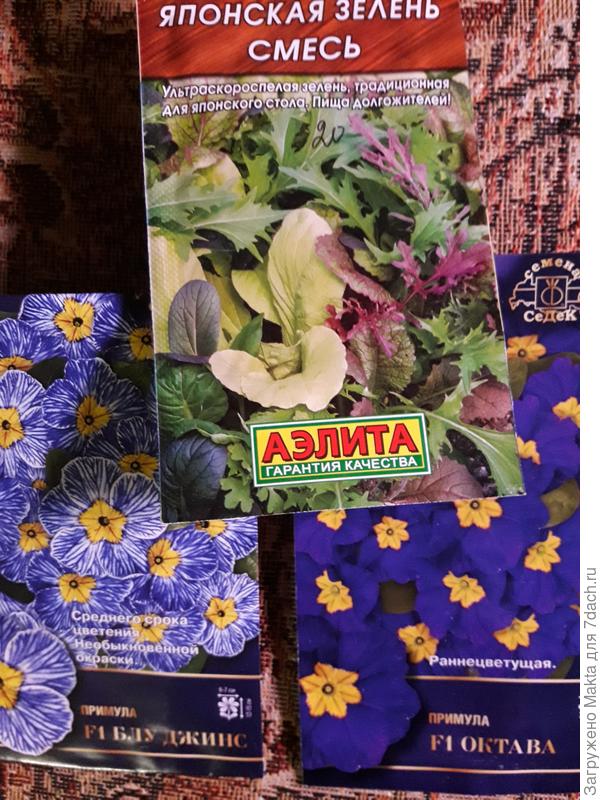 Семена примулы в холодильнике, зелень посеяла сегодня