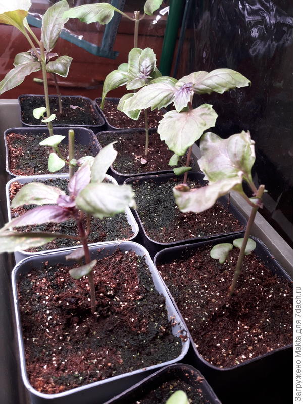 Базилик съеден)))