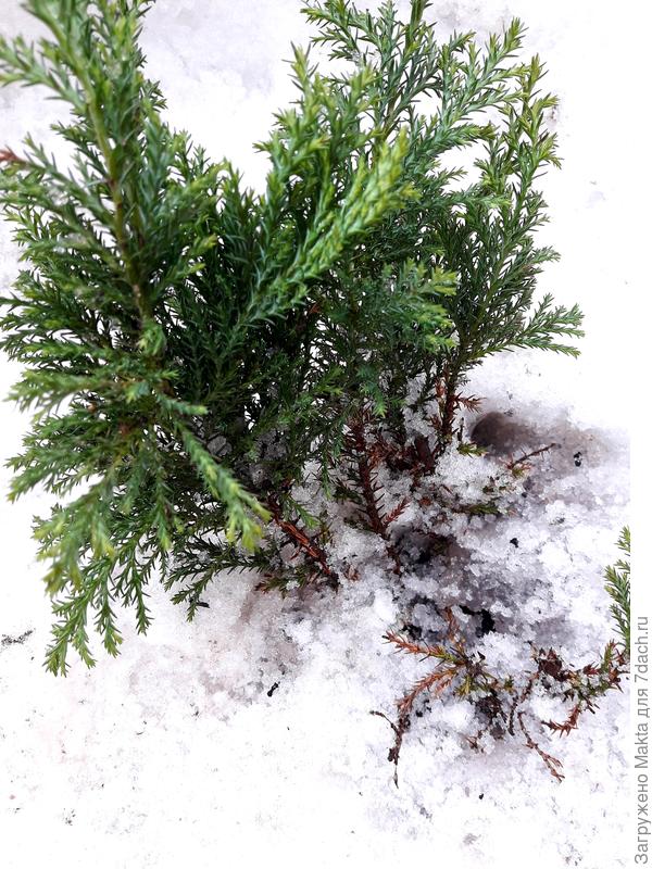 2 побега справа обрезала еще 2 года назад, усохли почему-то