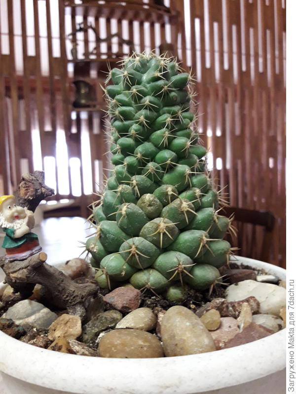 Последний из...