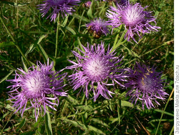 Василек луговой около леса