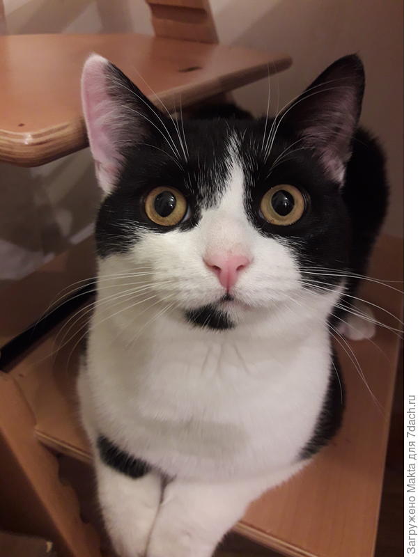 С Днем котов и кошек!!!