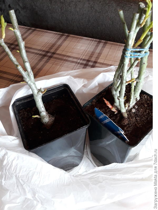 Почки тронулись в рост на прошлой неделе