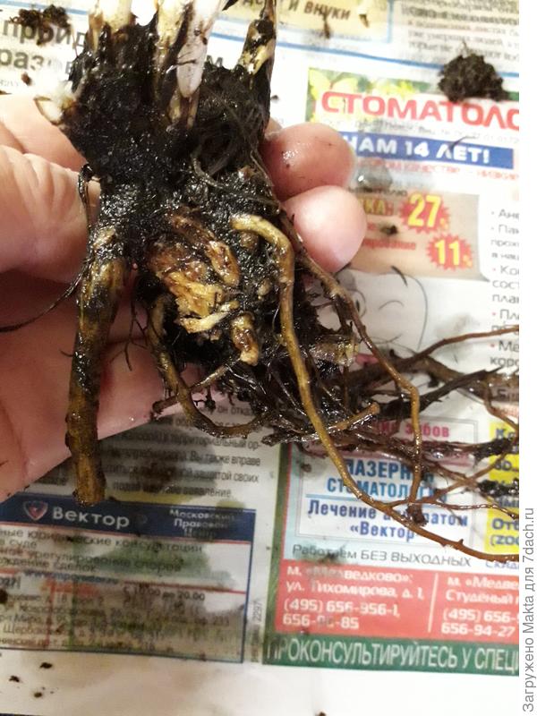 С обратной стороны.