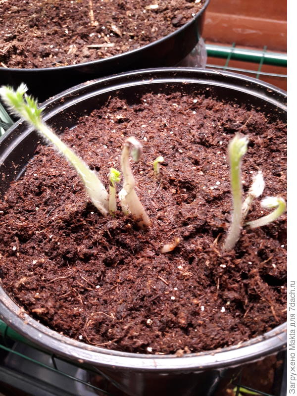 Прострел - деленка