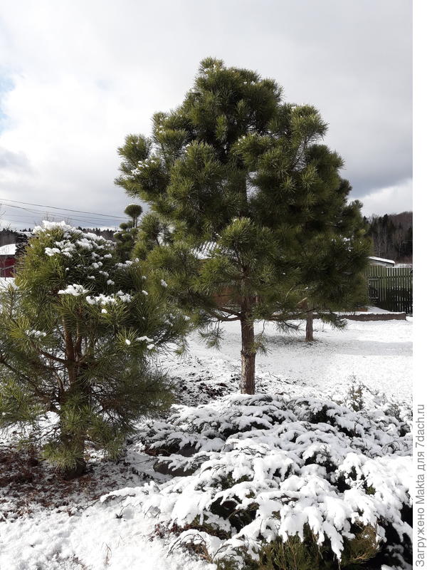 Остатки ночной красоты на тамарисцифолии