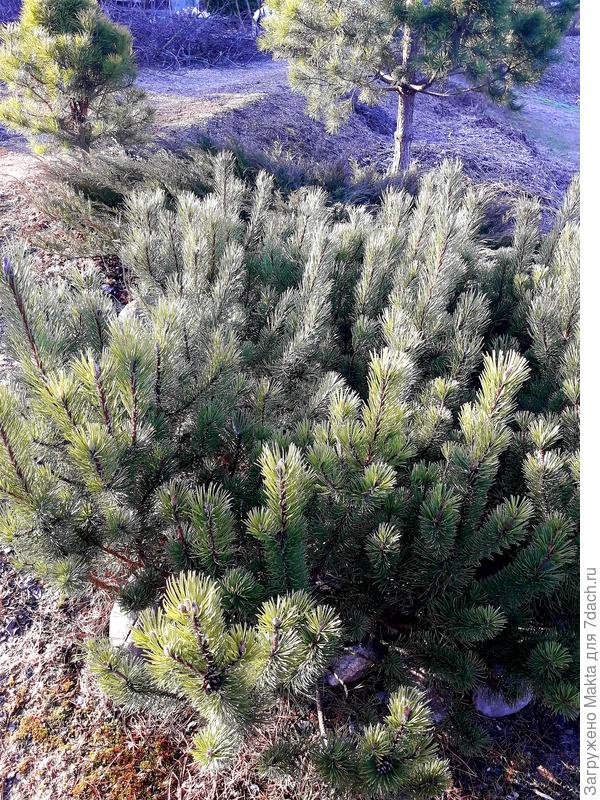 Пумилио-мамочка